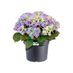 green basics cilinder 65cm living black